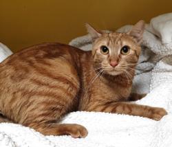 Shelter Stray Female Cat last seen , 3201 Lacy St, Los Angeles, CA 90031, USA