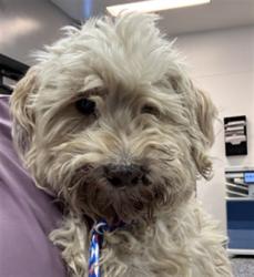 Shelter Stray Male Dog last seen DOUMA ST COACHELLA CA 92236, Thousand Palms, CA, USA