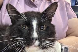 Shelter Stray Male Cat last seen Near BLOCK PILOT DR, MECCA, CA, Thousand Palms, CA, USA