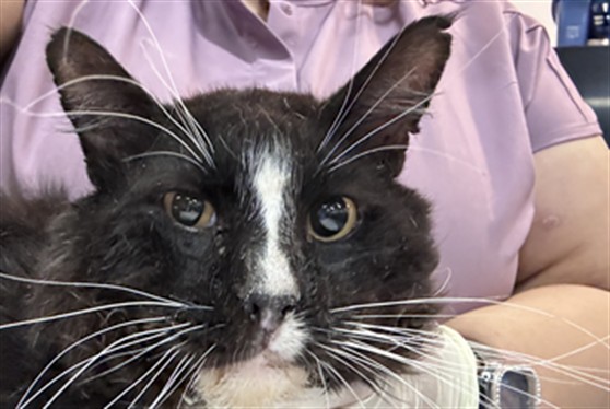 Shelter Stray Male Cat last seen Near BLOCK PILOT DR, MECCA, CA, Thousand Palms, CA, USA