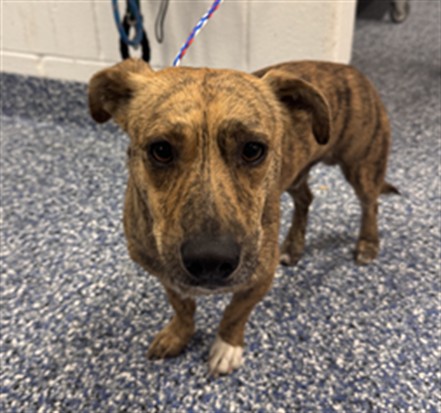 Shelter Stray Male Dog last seen Near BLOCK VAN BUREN ST, COACHELLA, CA, Thousand Palms, CA, USA