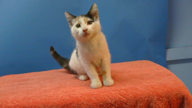 Shelter Stray Female Cat last seen , 216 W Victoria St, Gardena, CA 90248, USA