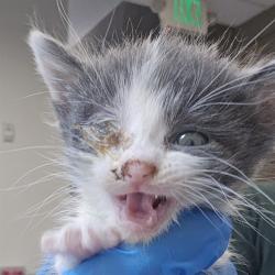 Shelter Stray Female Cat last seen , 4000 N Silverbell Rd, Tucson, AZ 85745, USA