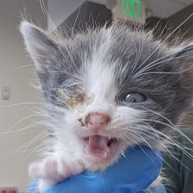 Shelter Stray Female Cat last seen , 4000 N Silverbell Rd, Tucson, AZ 85745, USA