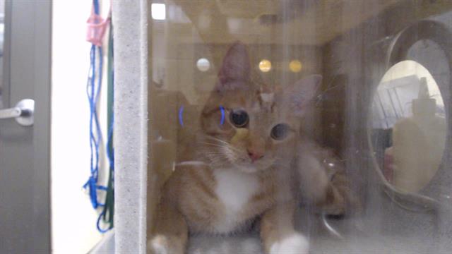 Shelter Stray Unknown Cat last seen Near BLOCK E KENTUCKY CIR, DENVER CO 80246, 1241 W Bayaud Ave, Denver, CO 80223, USA