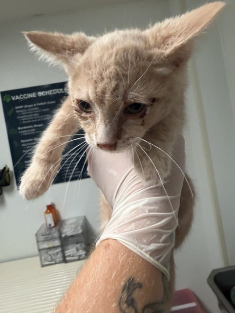 Shelter Stray Male Cat last seen Near BLOCK ALTURAS DR, BAKERSFIELD CA 93305, 3951 Fruitvale Ave, Bakersfield, CA 93308, USA