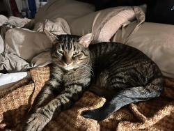 Reunited Male Cat last seen Morganton Rd , Fayetteville, NC 28305