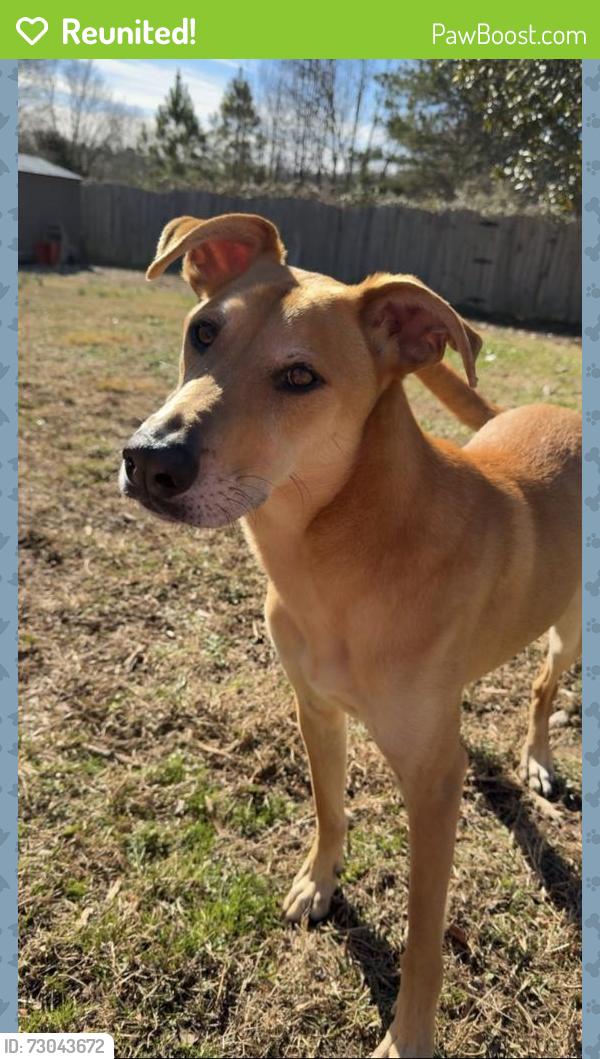 Reunited Male Dog last seen Midland, NC, USA, Midland, NC 28107