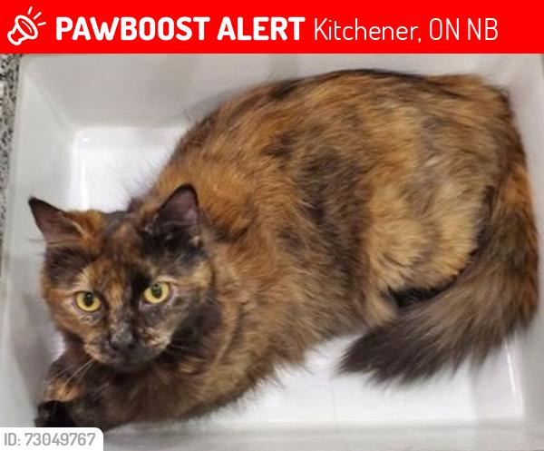 Lost Female Cat last seen Lyle Pl, off of Hickson Dr near Ottawa St N, Kitchener, ON N2B