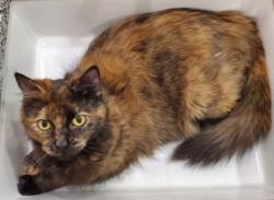 Lost Female Cat last seen Lyle Pl, off of Hickson Dr near Ottawa St N, Kitchener, ON N2B