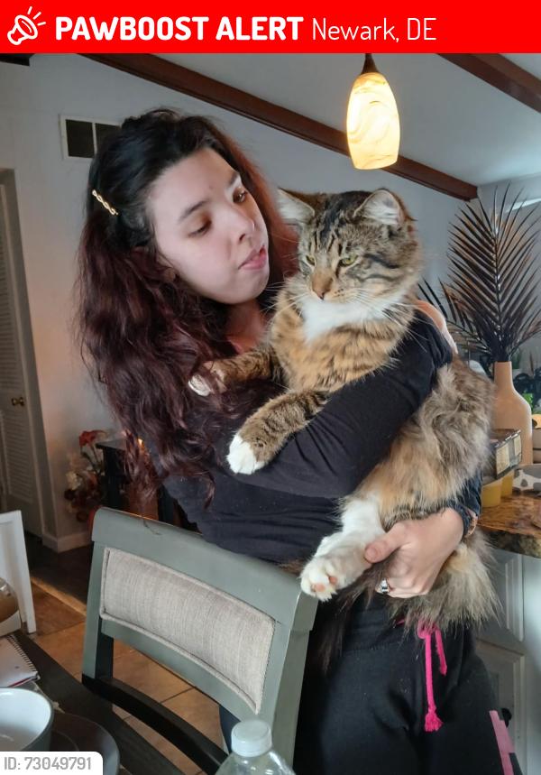 Lost Male Cat last seen School, Newark, DE 19713