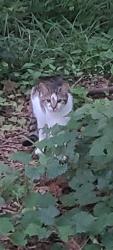 Found/Stray Unknown Cat last seen Lakeside Ave, Richmond, VA 23227