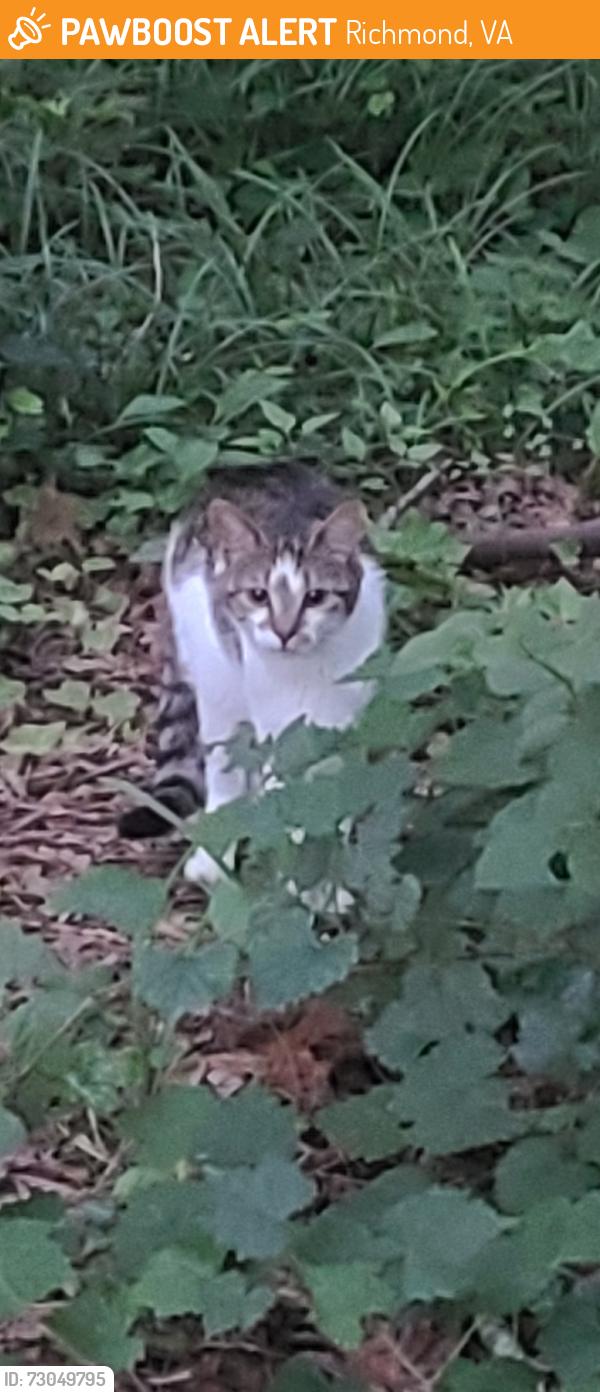 Found/Stray Unknown Cat last seen Lakeside Ave, Richmond, VA 23227