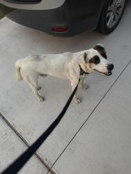 Found/Stray Male Dog last seen Hollowbrook, Tuttle, OK 73089