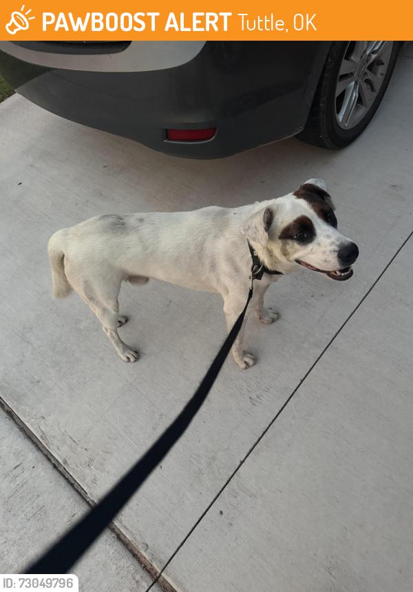 Found/Stray Male Dog last seen Hollowbrook, Tuttle, OK 73089