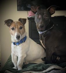 Reunited Male Dog last seen Daniel Boone High school , Douglassville, PA 19518