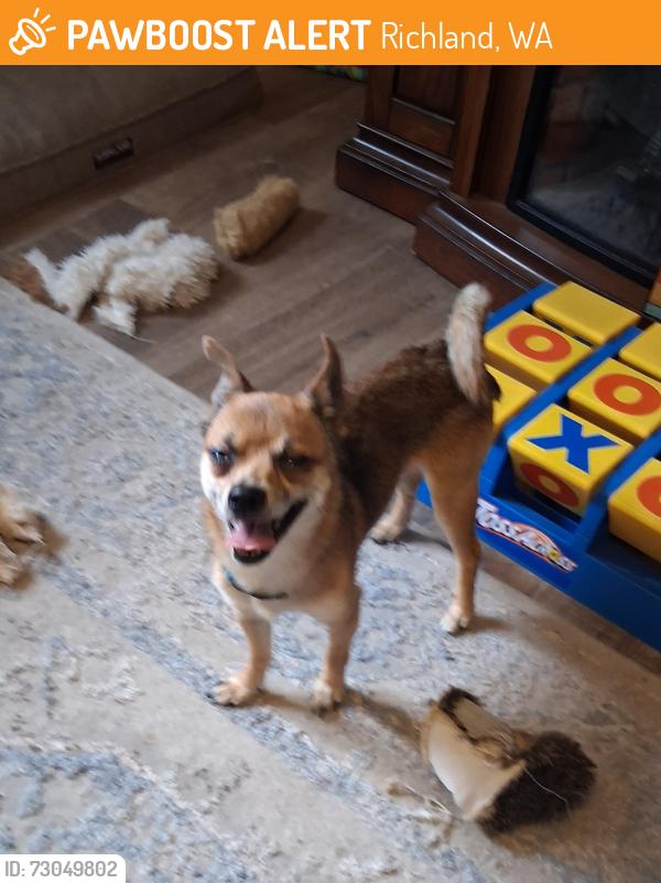 Found/Stray Male Dog last seen Coast and jadwin, Richland, WA 99354