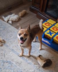 Found/Stray Male Dog last seen Coast and jadwin, Richland, WA 99354