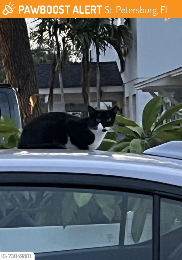 Found/Stray Unknown Cat last seen MLK and 54th Ave N, St. Petersburg, FL 33703