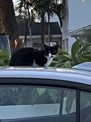 Found/Stray Unknown Cat last seen MLK and 54th Ave N, St. Petersburg, FL 33703