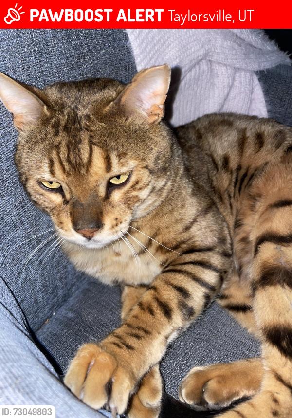 Lost Male Cat last seen Don jose cir, Taylorsville, UT 84118