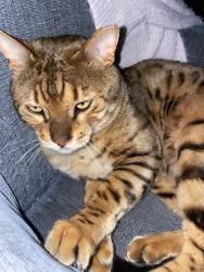 Lost Male Cat last seen Don jose cir, Taylorsville, UT 84118
