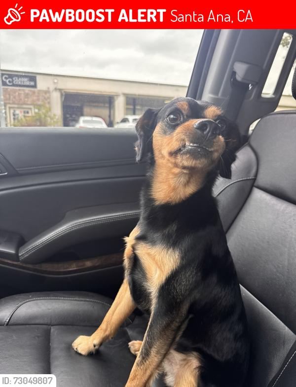 Lost Male Dog last seen Newhope St and Maurie Ave, Santa Ana, CA 92703
