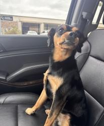 Lost Male Dog last seen Newhope St and Maurie Ave, Santa Ana, CA 92703