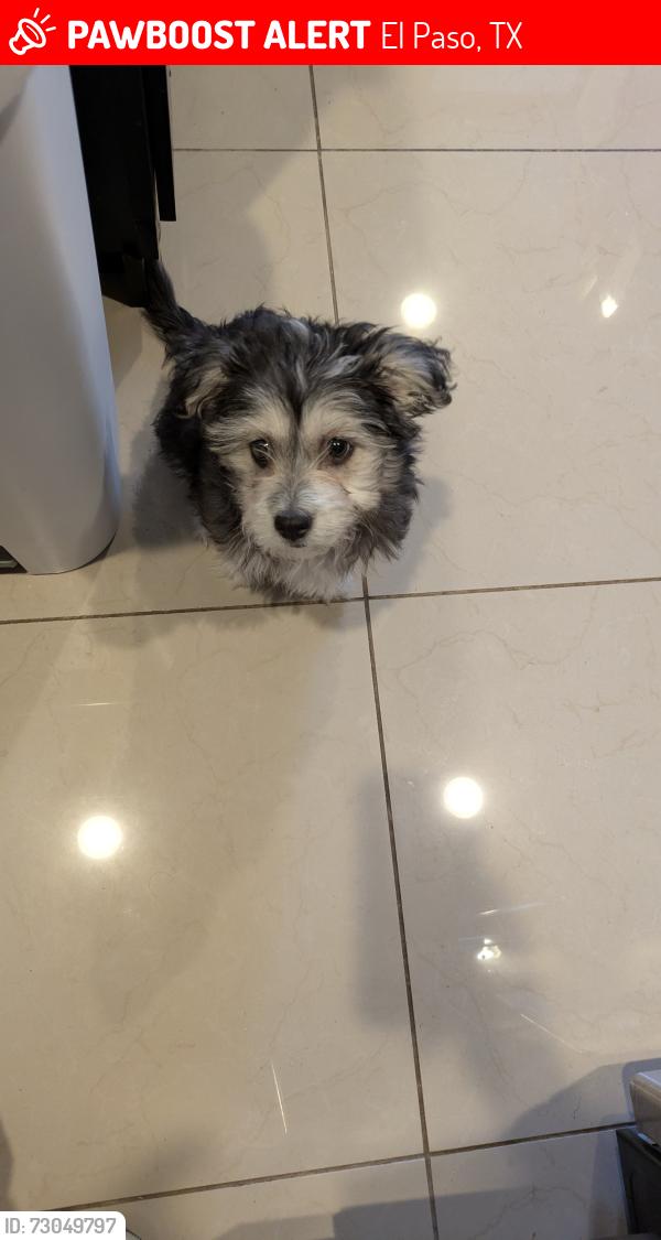 Lost Female Dog last seen Normandy y St Lo, El Paso, TX 79925