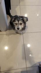 Lost Female Dog last seen Normandy y St Lo, El Paso, TX 79925