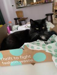 Lost Male Cat last seen Charles Rd, Westerville, OH 43082