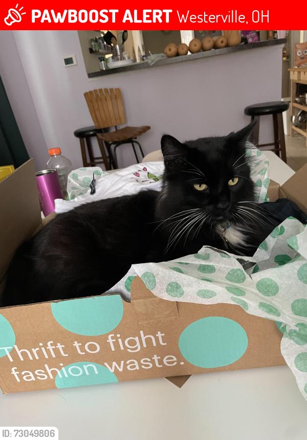 Lost Male Cat last seen Charles Rd, Westerville, OH 43082