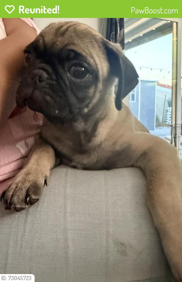Reunited Male Dog last seen Baseline Ave and 210, Highland, CA 92346
