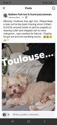 Lost Male Dog last seen Los angeles st ans Center st., Baldwin Park, CA 91706