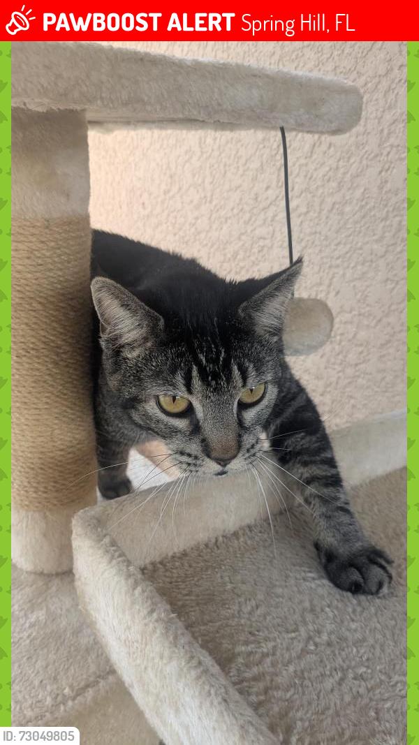 Lost Male Cat last seen Hunters Point St and Weatherstone Dr, Spring Hill, FL 34609