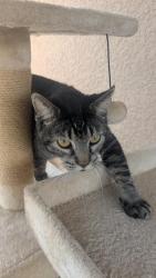 Lost Male Cat last seen Hunters Point St and Weatherstone Dr, Spring Hill, FL 34609