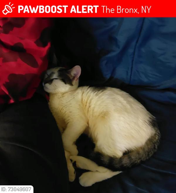 Lost Female Cat last seen Melrose hses, The Bronx, NY 10451