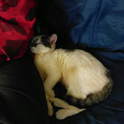 Lost Female Cat last seen Melrose hses, The Bronx, NY 10451