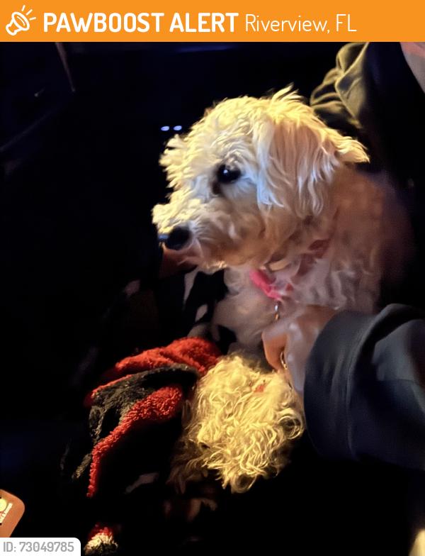 Found/Stray Female Dog last seen Riverview , Riverview, FL 33602
