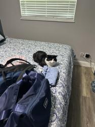 Lost Male Cat last seen Sarasota hwy 41, Sarasota, FL 34236