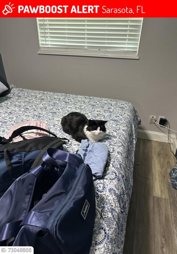 Lost Male Cat last seen Sarasota hwy 41, Sarasota, FL 34236