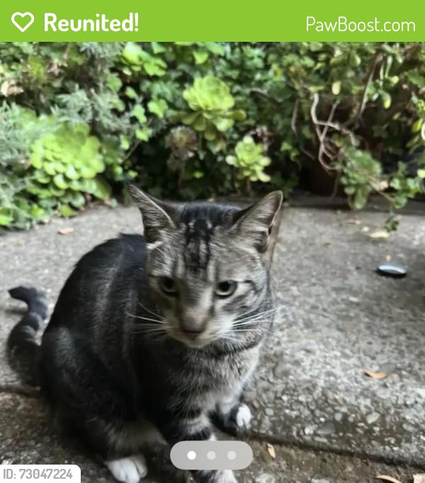 Reunited Male Cat last seen Chateau Drive in Almaden , San Jose, CA 95120