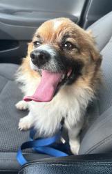 Lost Male Dog last seen Near and grim, Waco, TX 76710