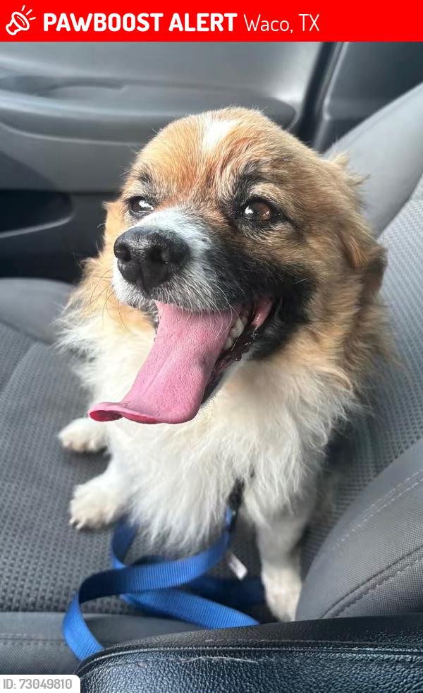 Lost Male Dog last seen Near and grim, Waco, TX 76710