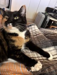 Found/Stray Female Cat last seen Heritage Drive and 14th Street SW, Calgary, AB T2V 3G1