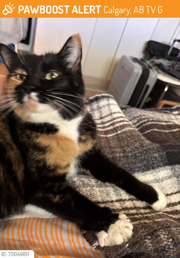 Found/Stray Female Cat last seen Heritage Drive and 14th Street SW, Calgary, AB T2V 3G1