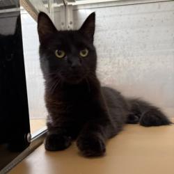Shelter Stray Male Cat last seen , , CA, 1101 29th Ave, Oakland, CA 94601, USA