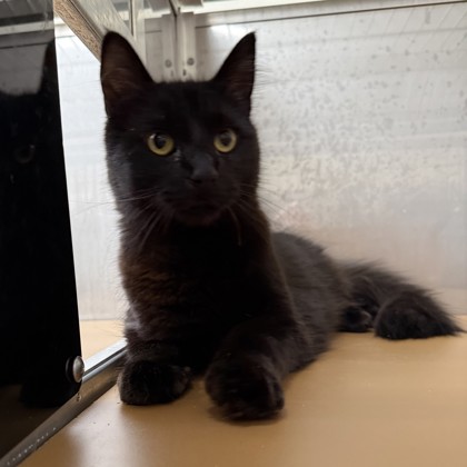 Shelter Stray Male Cat last seen , , CA, 1101 29th Ave, Oakland, CA 94601, USA