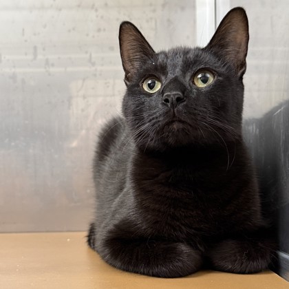 Shelter Stray Male Cat last seen , , CA, 1101 29th Ave, Oakland, CA 94601, USA