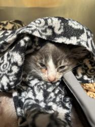 Shelter Stray Female Cat last seen Near Locust St, Oakland, CA, 1101 29th Ave, Oakland, CA 94601, USA